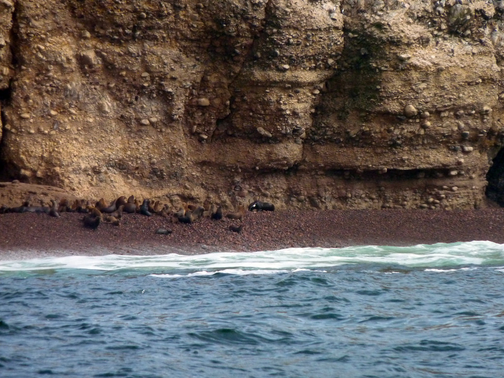 Котики на островах Бальестас (Ballestas Islands) – фотографии Перу