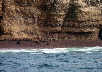 Котики на островах Бальестас (Ballestas Islands) – фотографии Перу
