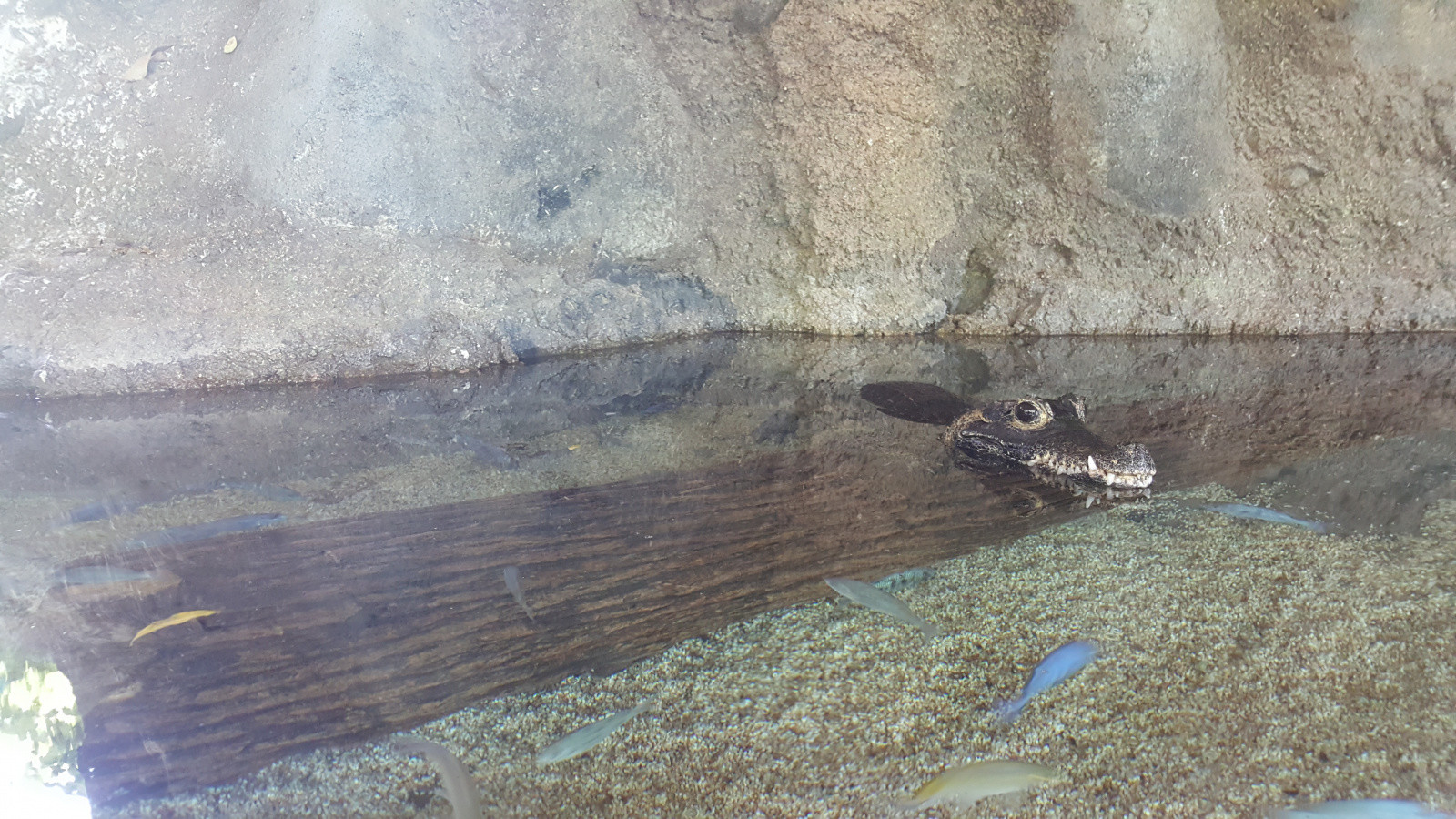 Парк "River Safari", Сингапур. Фото 1 – фотографии Сингапура