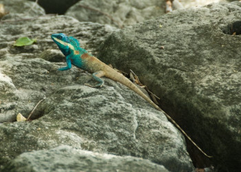 Ящерица в Аюттхая, Тайланд – фотографии Таиланда