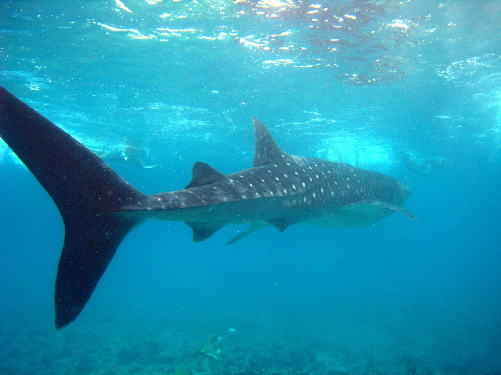Китовая акула – фотографии Мальдивских островов