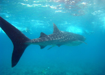 Китовая акула – фотографии Мальдивских островов