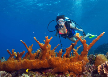 Дайвинг в Белизе – фотографии Белиза