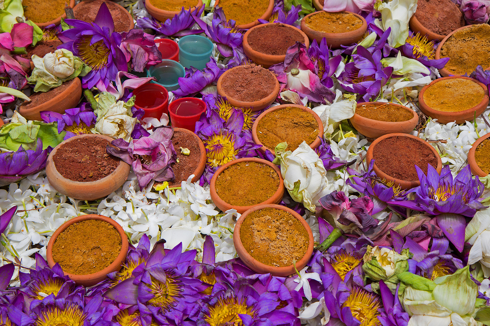 Цветочки и прянности в Анурадхапуре – фотографии Шри-Ланки