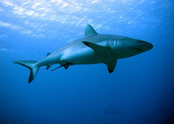 Акула на Мальдивах. Фото 1 – фотографии Мальдивских островов