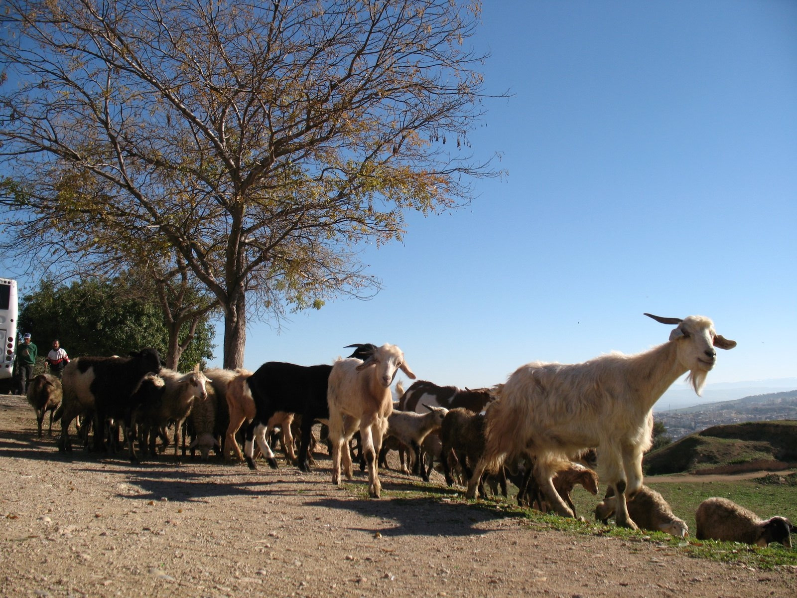 Фес, Марокко, фото № 8520 – фотографии Марокко