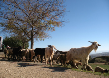 Фес, Марокко, фото № 8520 – фотографии Марокко