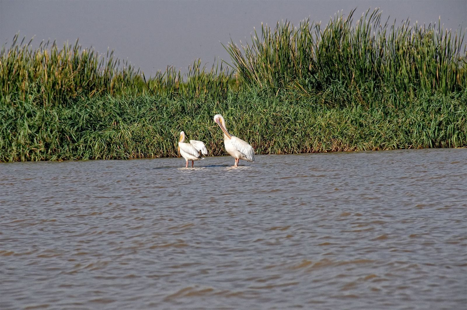 Птицы – фотографии Эфиопии