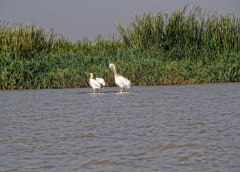 Птицы – фотографии Эфиопии