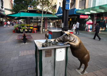 Скульптуры свиней в Аделаиде – фотографии Австралии