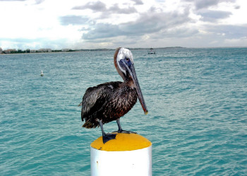 Тёркс и Кайкос, фото № 4087 – фотографии Тёркс и Кайкос