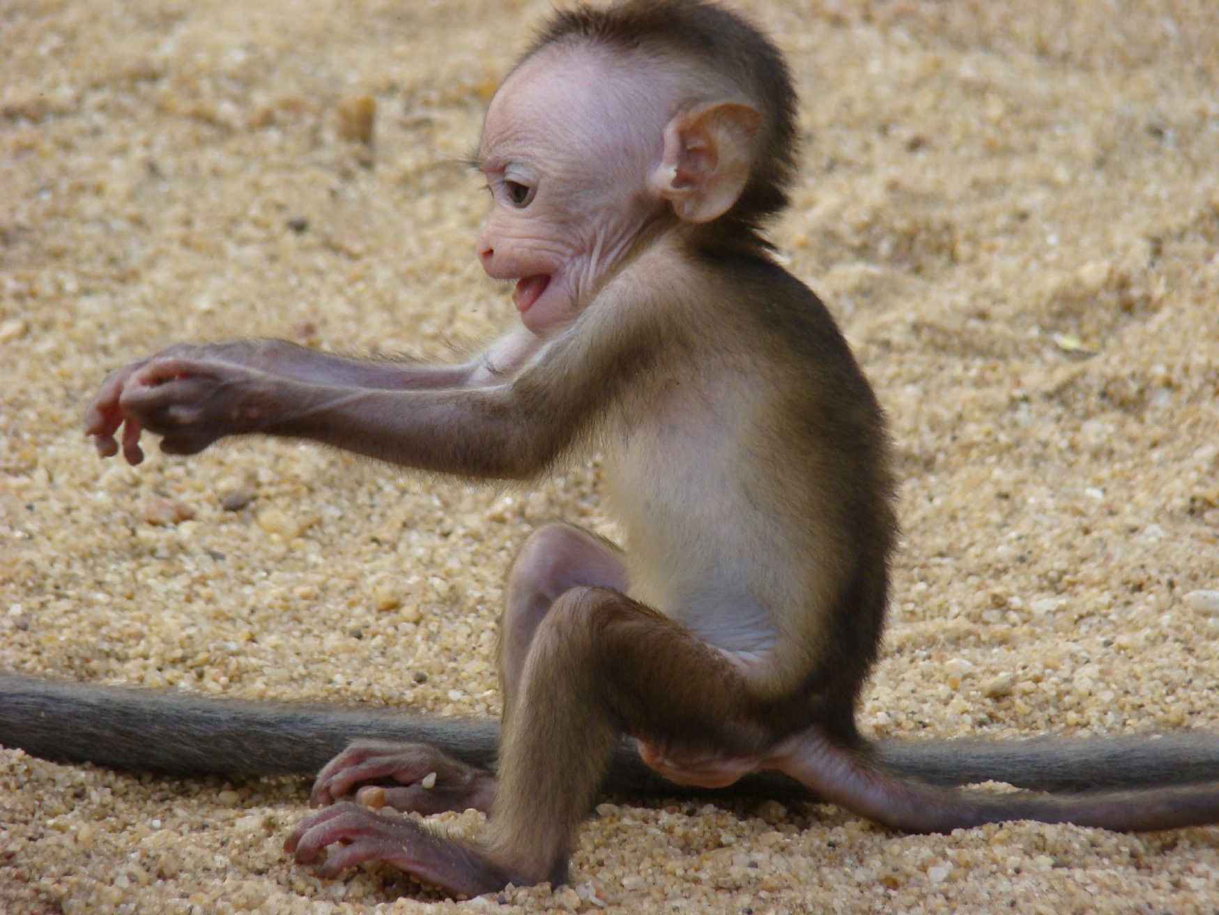 Полоннарува, Шри-Ланка, фото № 52164 – фотографии Шри-Ланки
