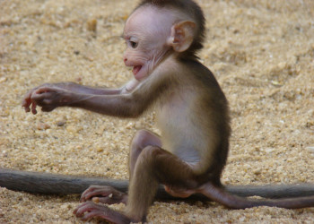 Полоннарува, Шри-Ланка, фото № 52164 – фотографии Шри-Ланки