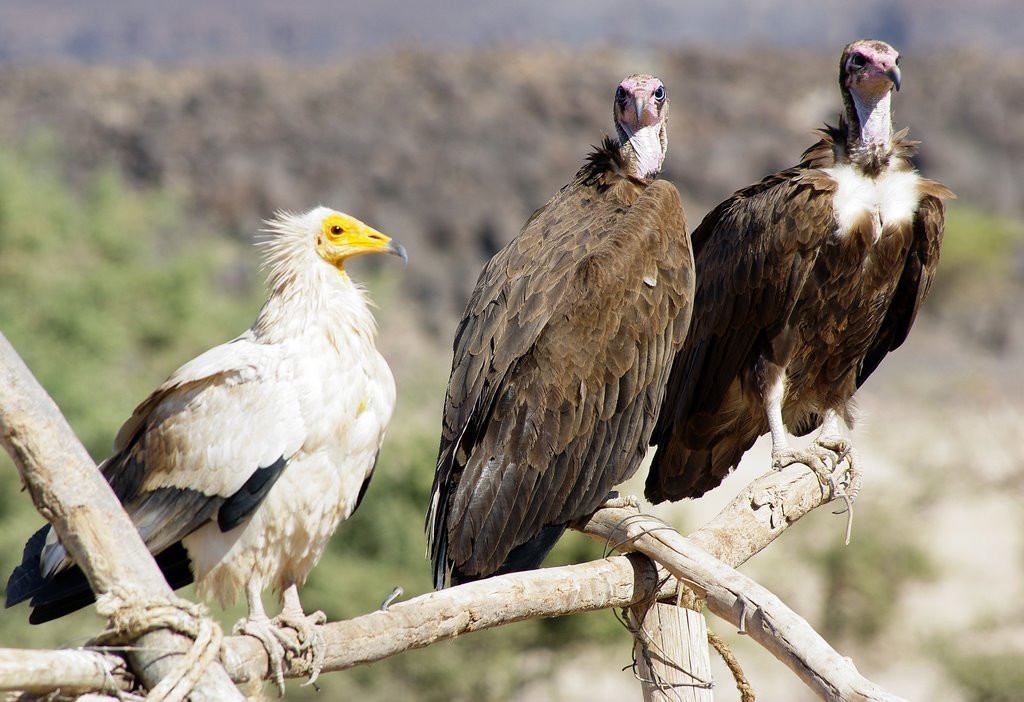 Птички – фотографии Эфиопии