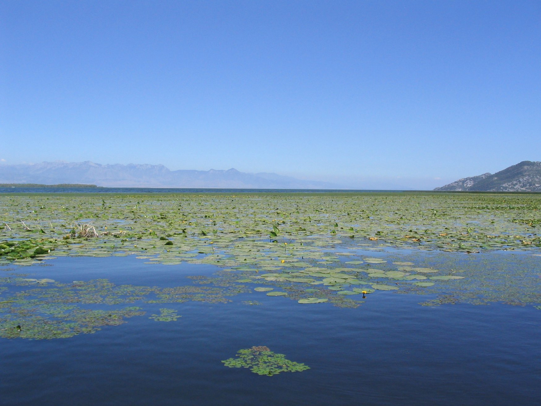 Скадарское озеро, Черногория.Фото 29 – фотографии Черногории