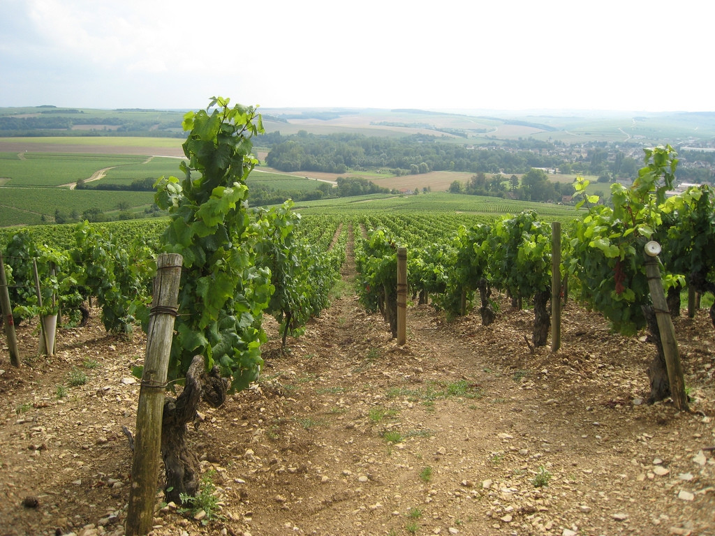 Плантация в Шабле, Франция – фотографии Франции