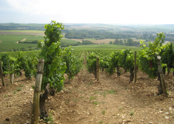 Плантация в Шабле, Франция – фотографии Франции