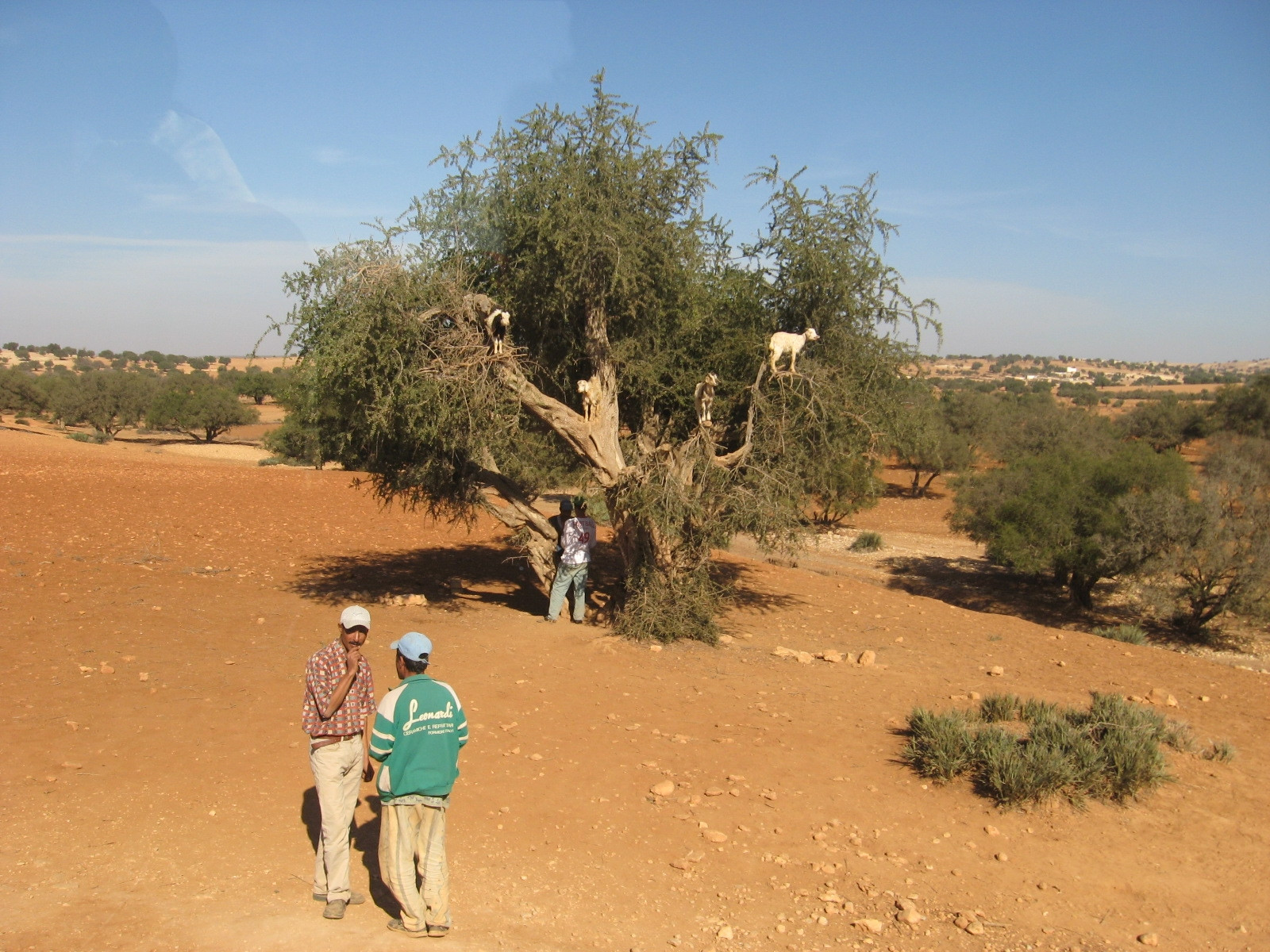 Эссувейра, Марокко, фото № 8841 – фотографии Марокко