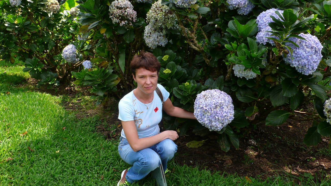 Гортензии.кофейная плантация – фотографии Коста-Рики