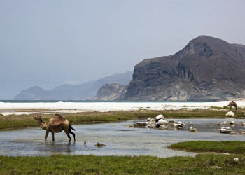 Оман, фото № 5217 – фотографии Омана