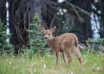 Олимпик Национальный Парк. Фото 1 – фотографии США