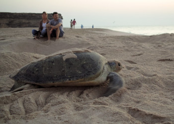 Сур, Оман, фото № 78174 – фотографии Омана