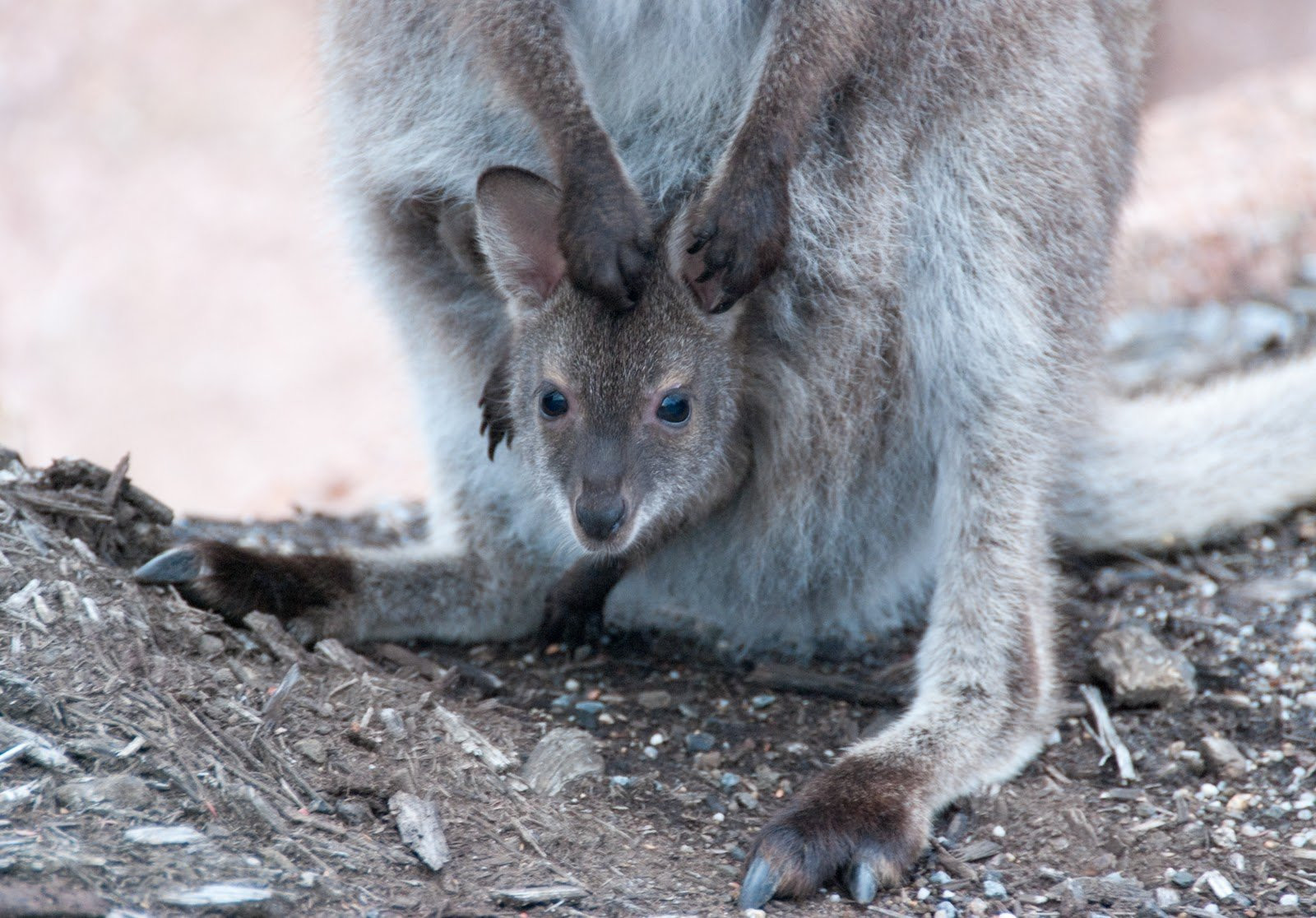 Кенгурёнок в Тасмании, Австралия. Фото 1 – фотографии Австралии