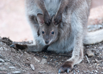 Кенгурёнок в Тасмании, Австралия. Фото 1 – фотографии Австралии