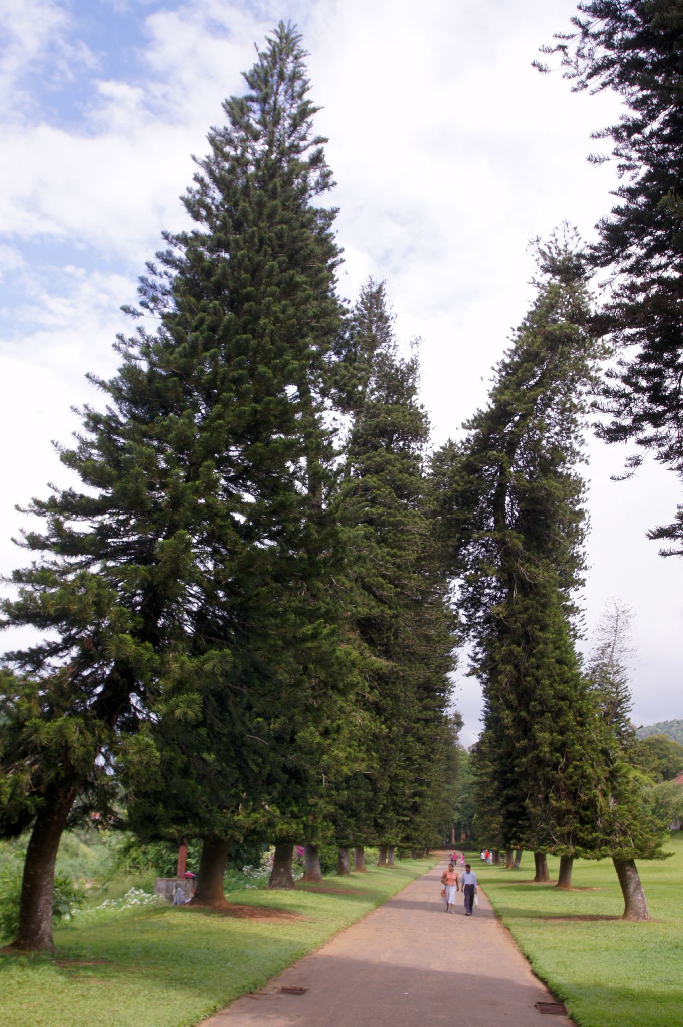 Странные деревья в Ботаническом саду в Перадении – фотографии Шри-Ланки