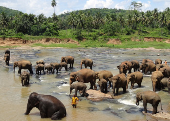 Слоновий питомник Пиннавела в 40 км от Канди. Фото 4 – фотографии Шри-Ланки
