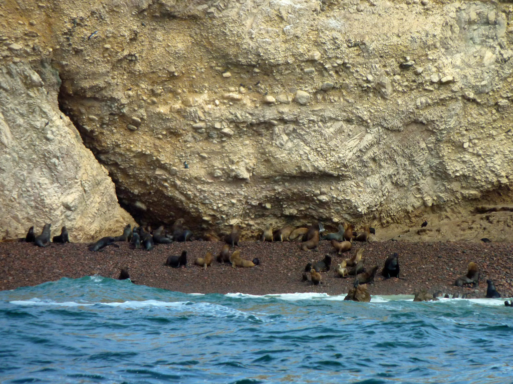 Котики на островах Бальестас (Ballestas Islands) – фотографии Перу