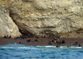 Котики на островах Бальестас (Ballestas Islands) – фотографии Перу