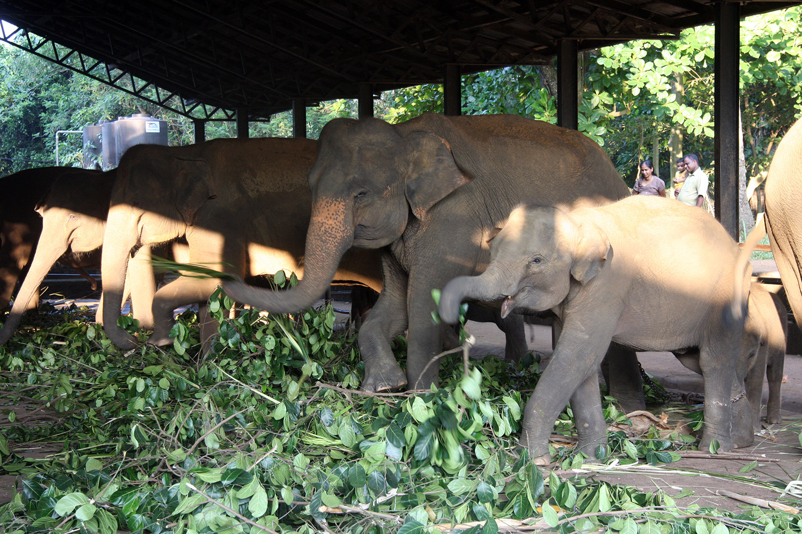 Слоновий питомник Пиннавела на Шри-Ланке. Фото 1 – фотографии Шри-Ланки