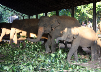 Слоновий питомник Пиннавела на Шри-Ланке. Фото 1 – фотографии Шри-Ланки