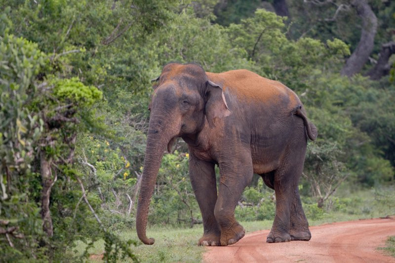 Яла Национальный Парк, Шри-Ланка, фото № 52626 – фотографии Шри-Ланки