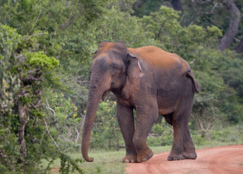 Яла Национальный Парк, Шри-Ланка, фото № 52626 – фотографии Шри-Ланки