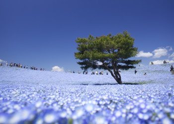 Японский парк Хитачи-Сисайд (Hitachi Seaside Park) – фотографии Японии