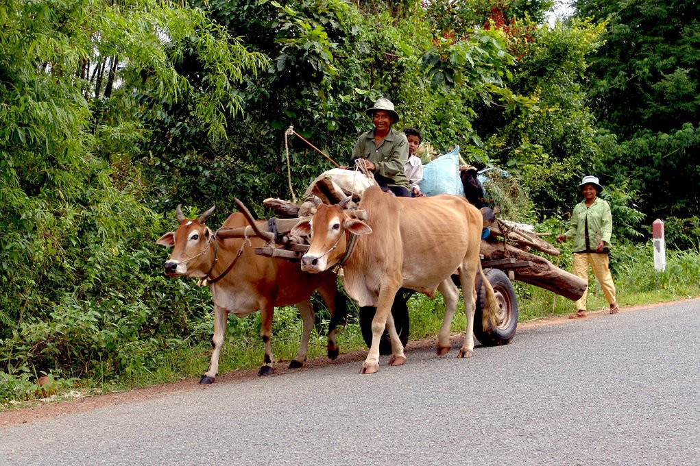 Животные в Кампоте, Камбоджа. Фото 2 – фотографии Камбоджи