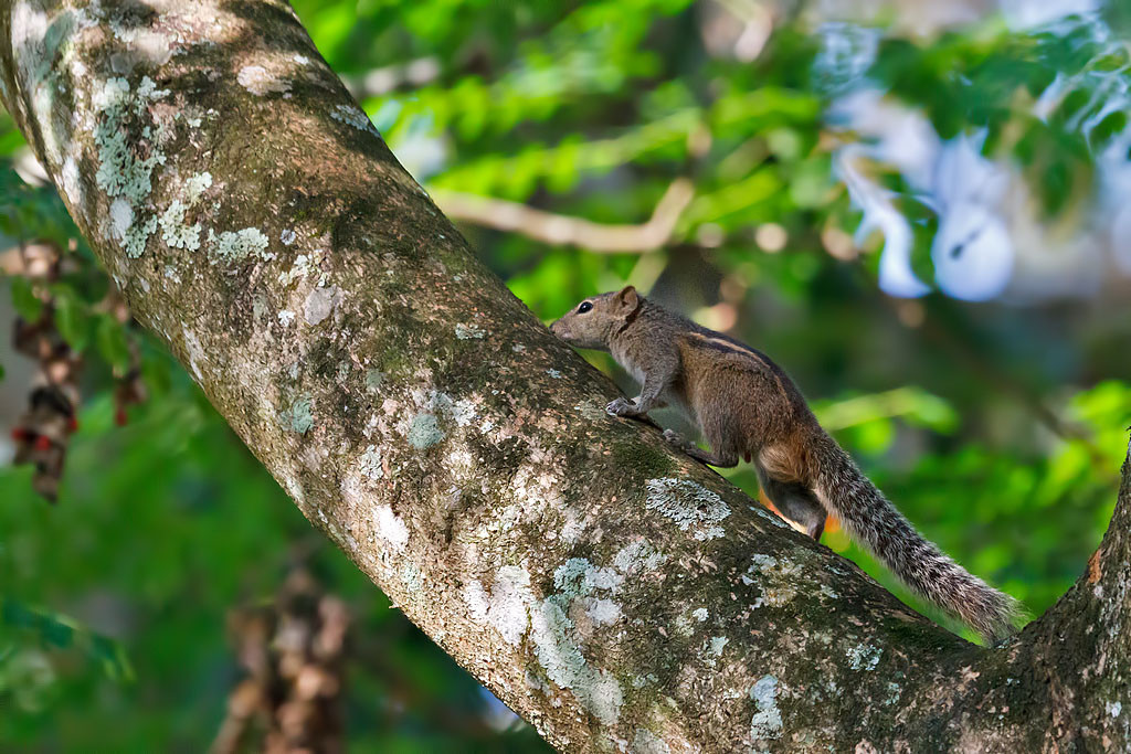 Королевский Ботанический сад, Канди, Шри-Ланка. Фото 8 – фотографии Шри-Ланки