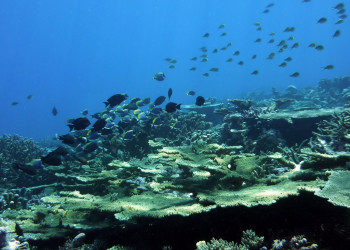Подводный мир в Сиину Атолл, Мальдивы – фотографии Мальдивских островов