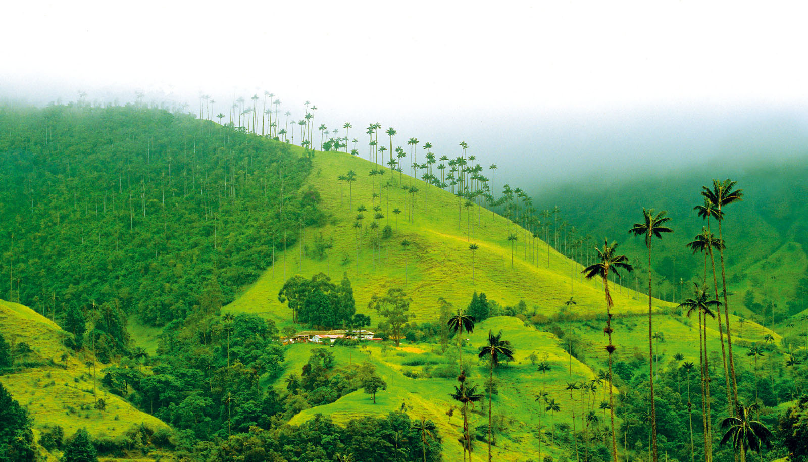 Долина Кокора в Колумбии. Фото 9 – фотографии Колумбии