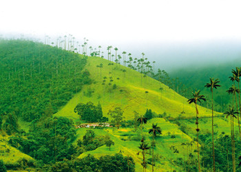 Долина Кокора в Колумбии. Фото 9 – фотографии Колумбии