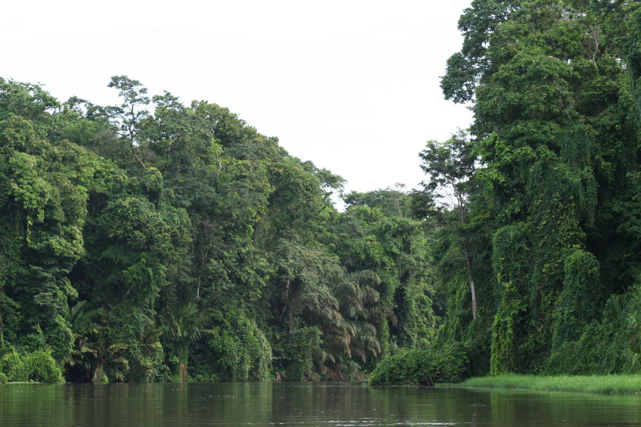 Тортугеро Национальный парк, Лимон провинция, Коста-Рика, фото № 40347 – фотографии Коста-Рики