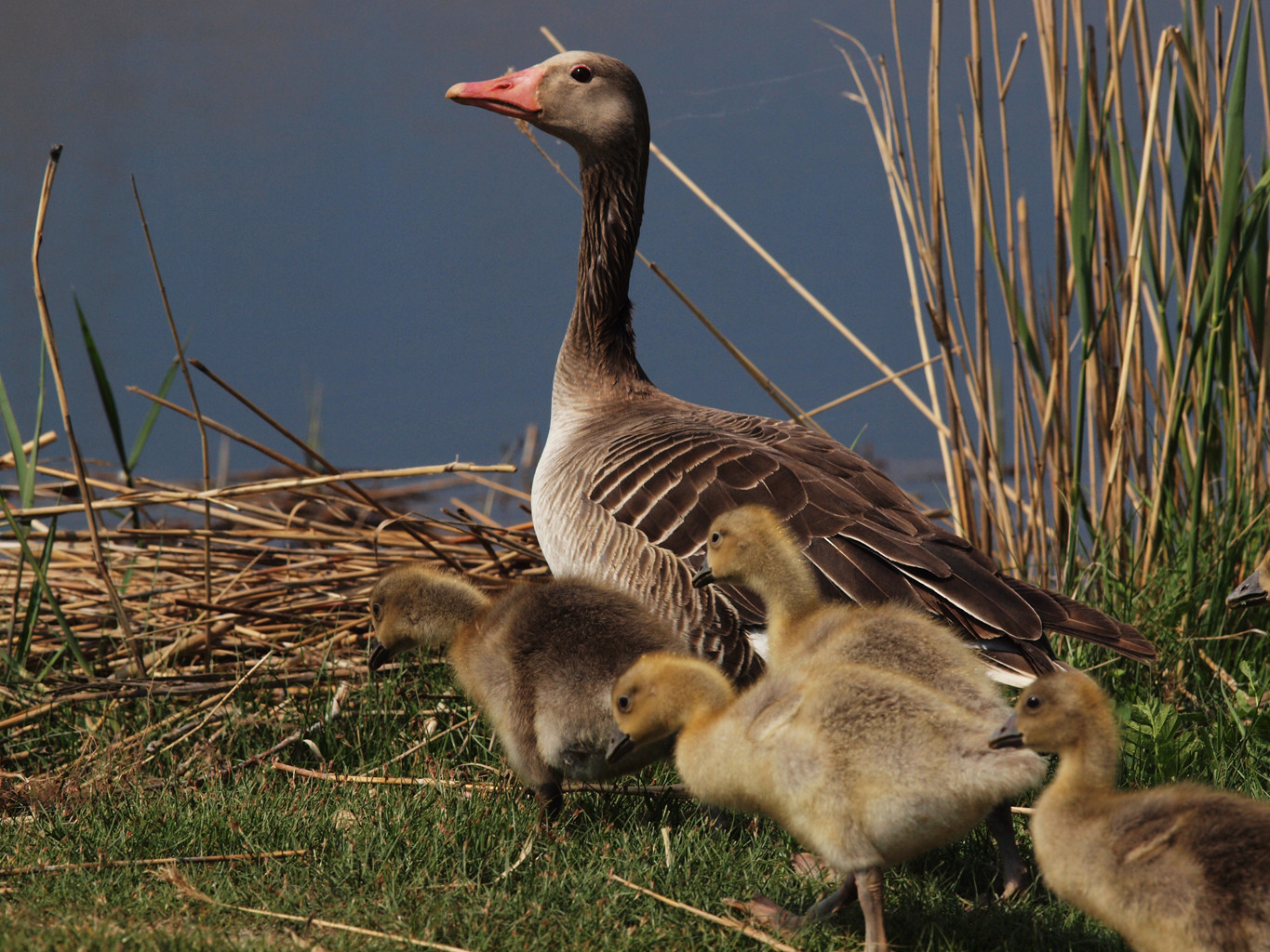 Утка с утятами в национальном парке Нойзидлерзе-Зевинкель – фотографии Австрии