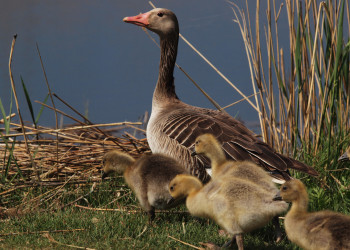 Утка с утятами в национальном парке Нойзидлерзе-Зевинкель – фотографии Австрии