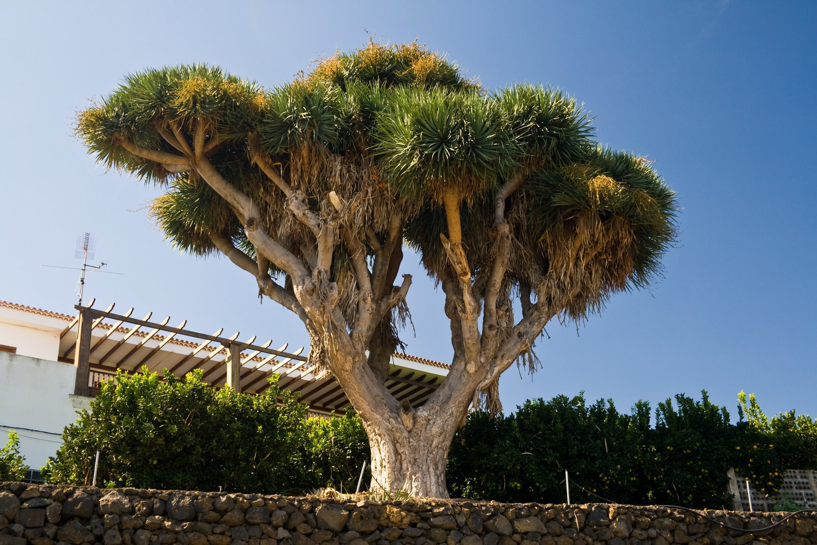 Ла-Пальма остров, Канарские острова, фото № 32033 – фотографии Канарских островов