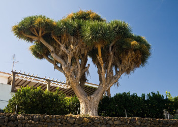 Ла-Пальма остров, Канарские острова, фото № 32033 – фотографии Канарских островов