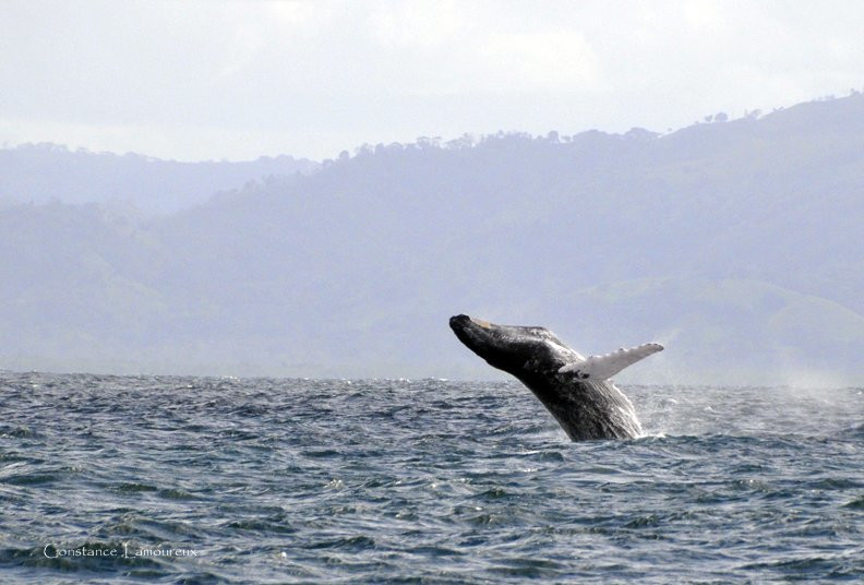 Самана, Доминикана, фото № 30623 – фотографии Доминиканы
