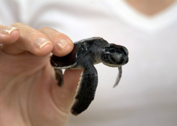 Бентота, Шри-Ланка, фото № 50651 – фотографии Шри-Ланки