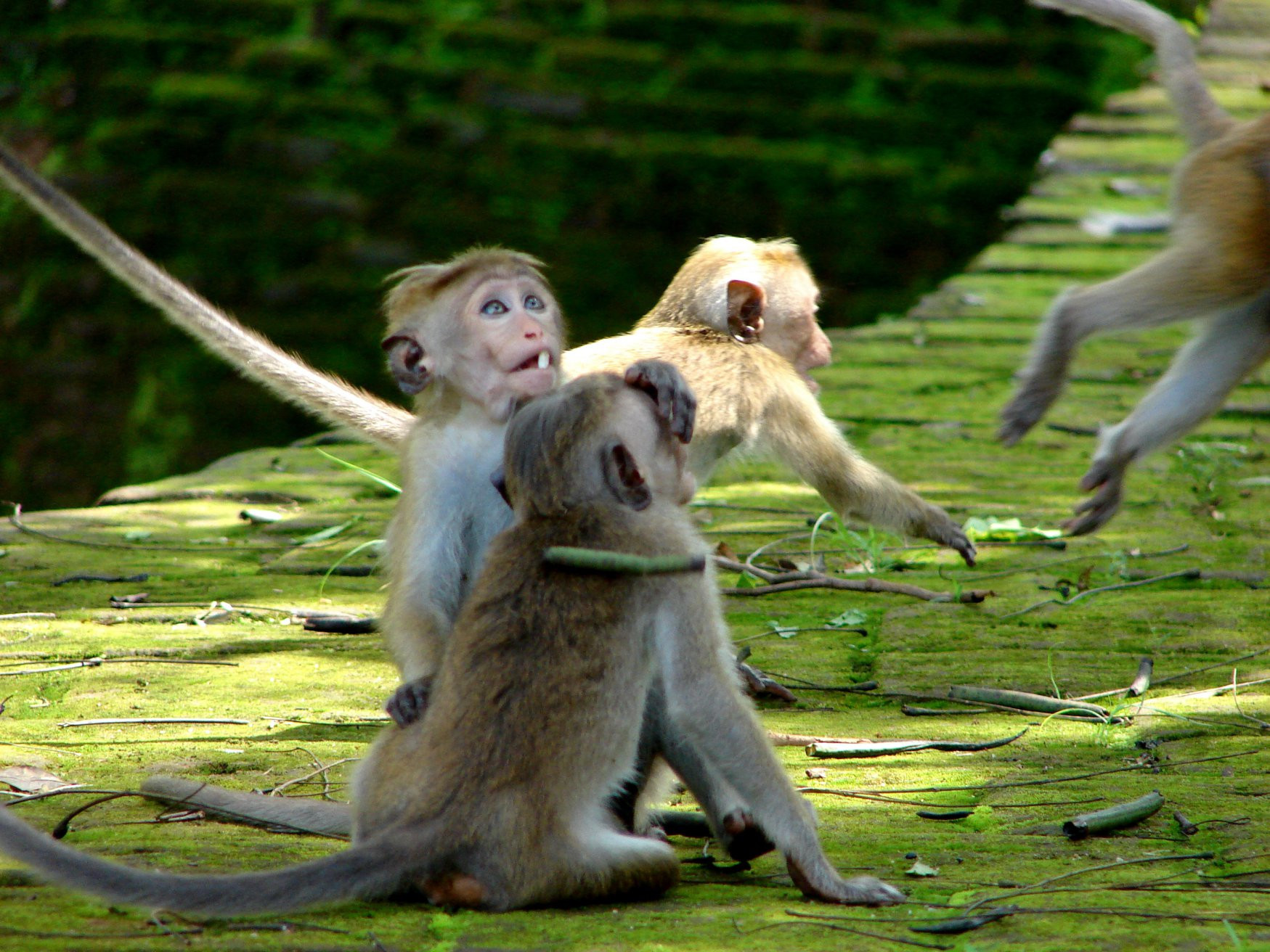 Полоннарува, Шри-Ланка, фото № 52167 – фотографии Шри-Ланки
